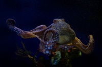 Chobotnice pobrezni - Octopus vulgaris - Common Octopus o8575